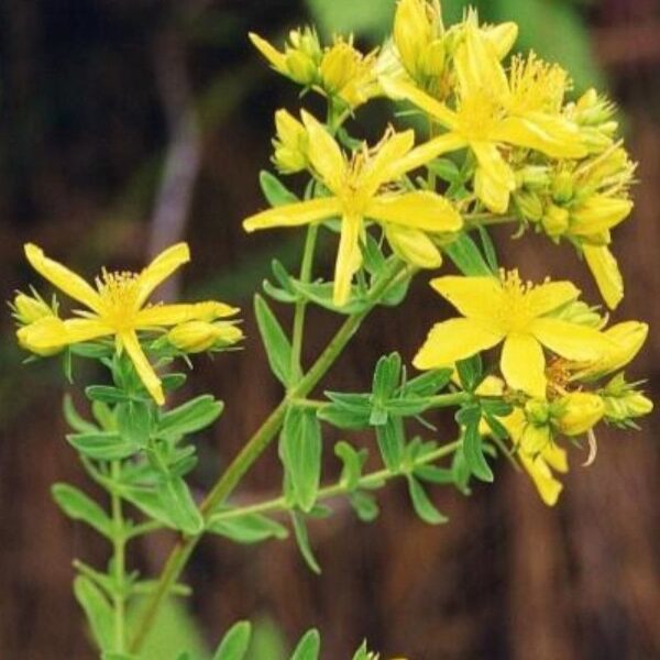 Millepertuis - 200g Millepertuis - 200g