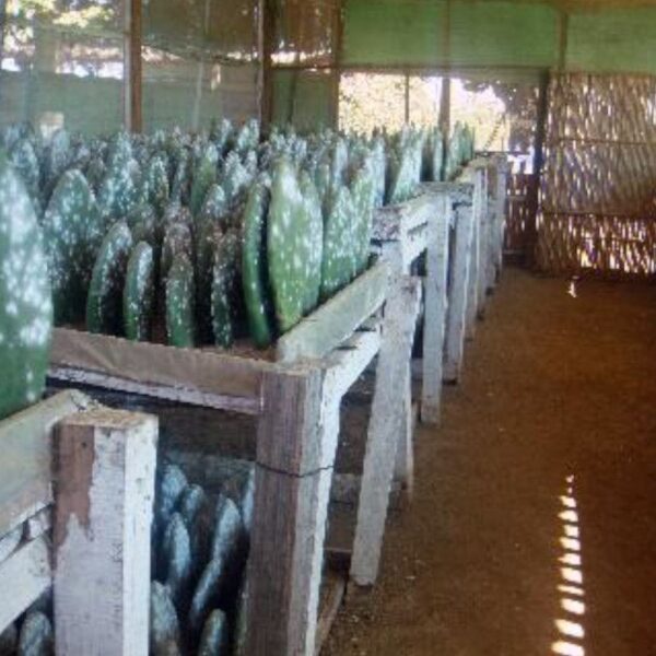 Cochenille Cochenille