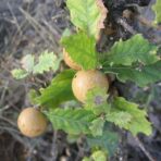 Extrait de noix de galle - 150g