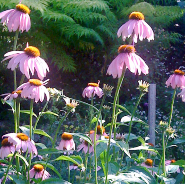 Echinacee Echinacee
