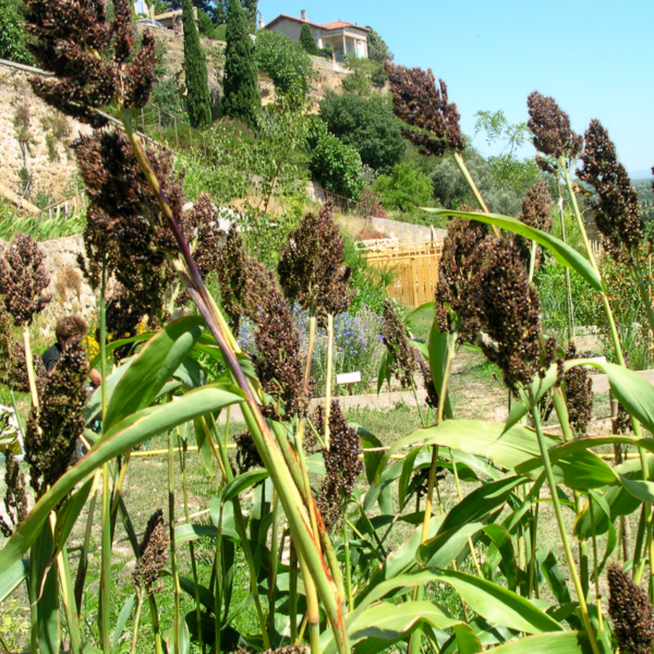 Sorgho des teinturiers