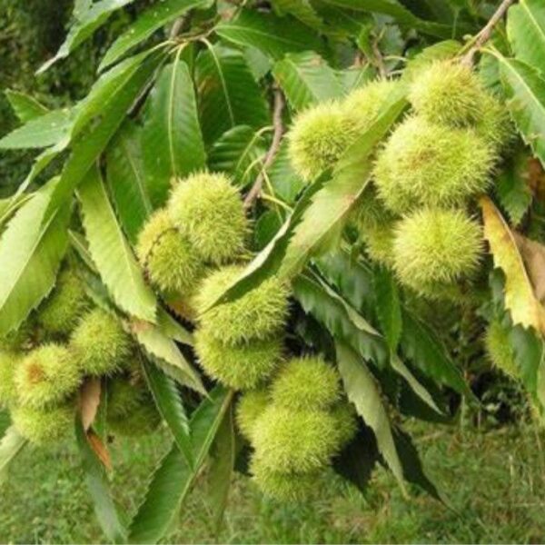 Extrait de châtaignier - 100g Extrait de châtaignier - 100g