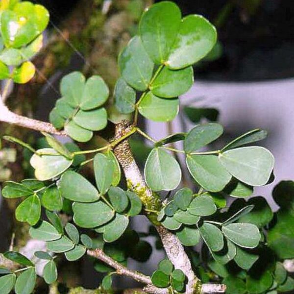 Extrait de campêche Extrait de campêche