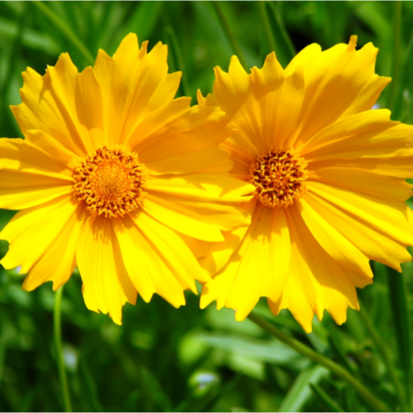 Coreopsis grandes fleurs