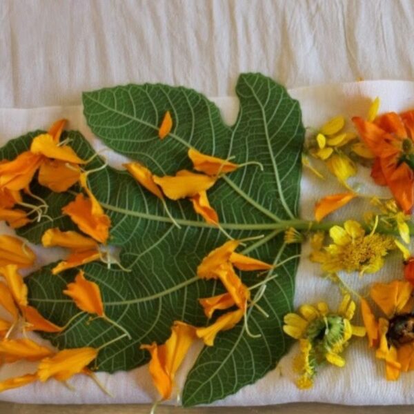 Formation Eco-print - 3 jours Formation Eco-print - 3 jours