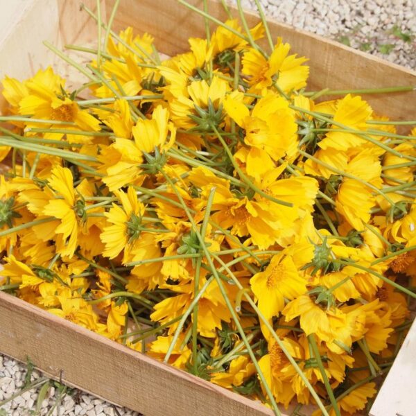 Initiation à la cueillette et teinture végétale