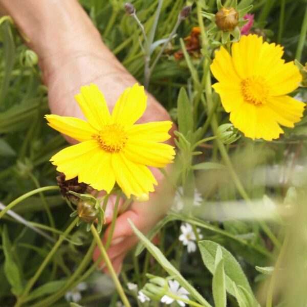 Initiation à la cueillette et teinture végétale Initiation à la cueillette et teinture végétale