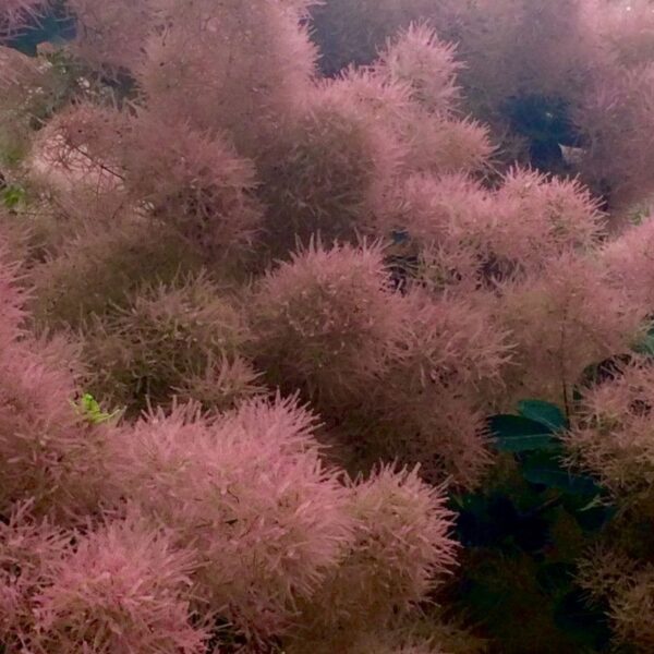 Fustet ou Arbre à perruques - 200g Fustet ou Arbre à perruques - 200g