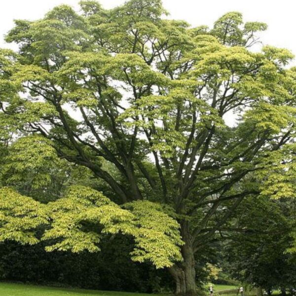 Kihada - 100g Kihada - 100g