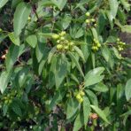 Bois de santal - 100g