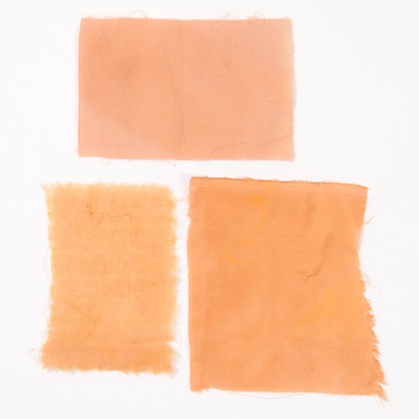 Lotus sacré Lotus sacré