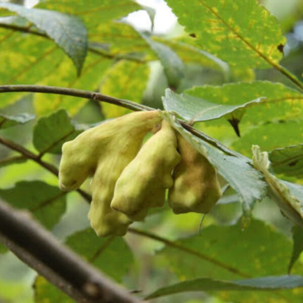 Noix de galle du sumac - 100g Noix de galle du sumac - 100g