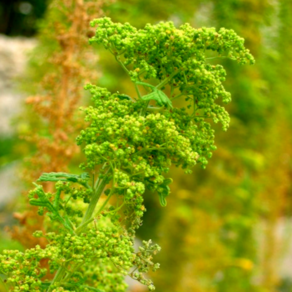 Chenopode fausse ambroisie Chenopode fausse ambroisie